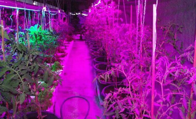 светодиодные лампы для растений купить